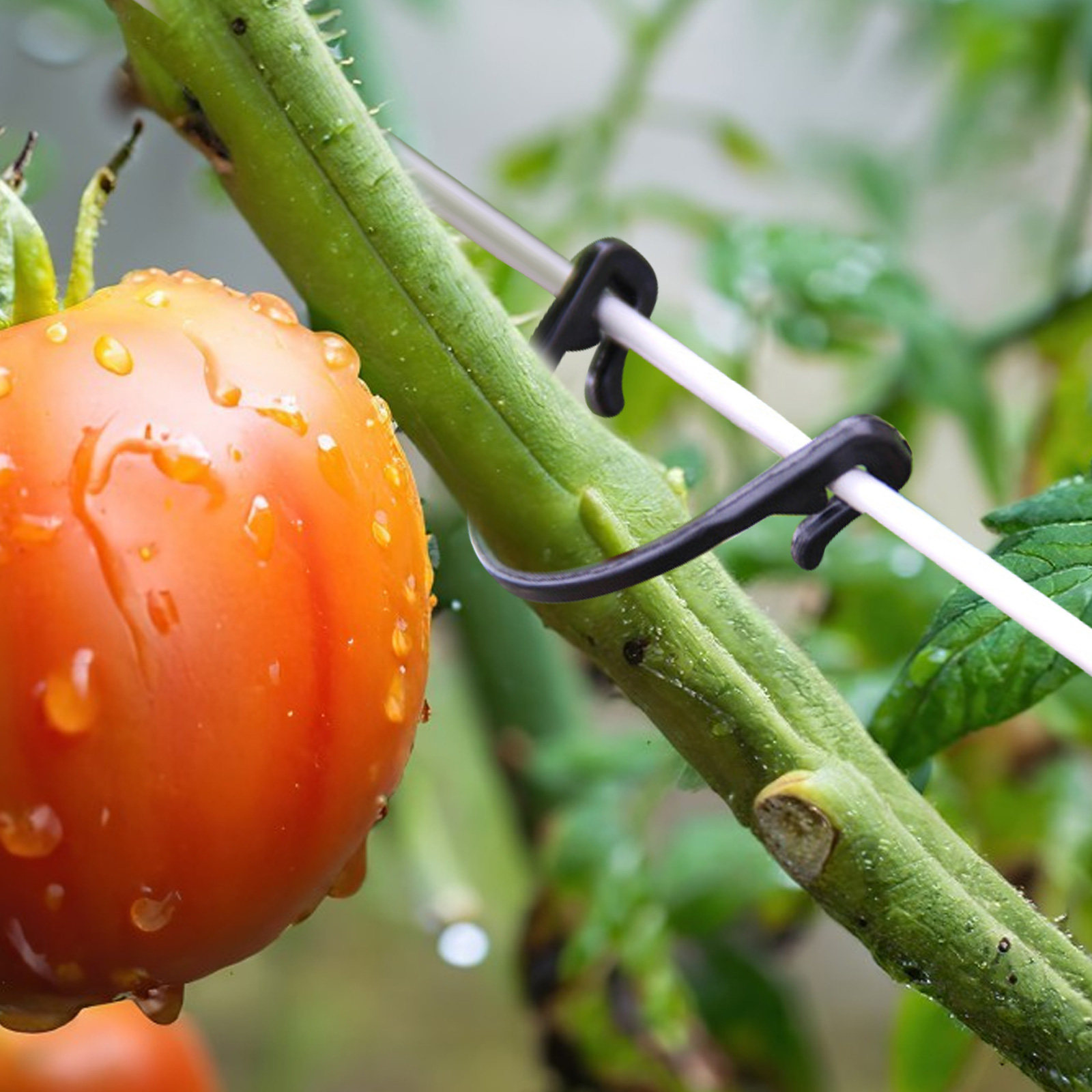 100 Adet Bitki Sabitleme Klips - Vine Climbing Plastic incelemesi ve fiyatı