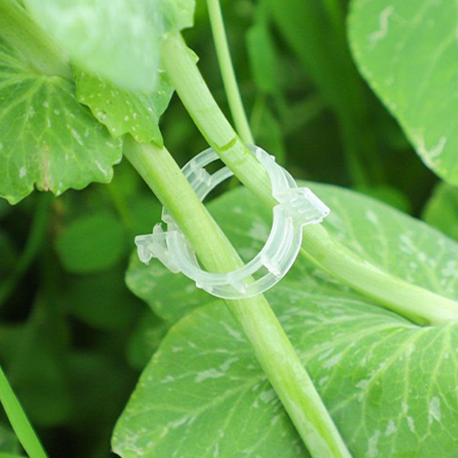 Bahçe Klipslerini Sabitlemek İ - Vine Climbing Plastic incelemesi ve fiyatı